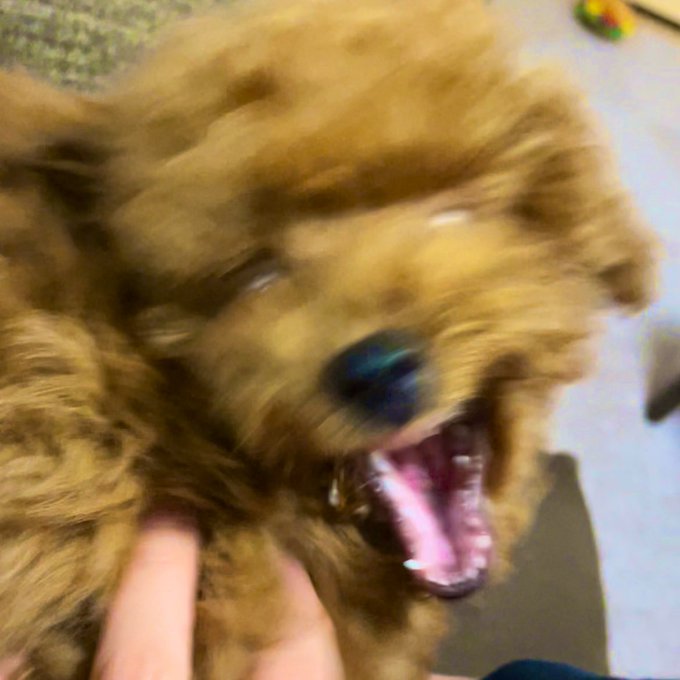 地上最強にかわいい子犬の写真 