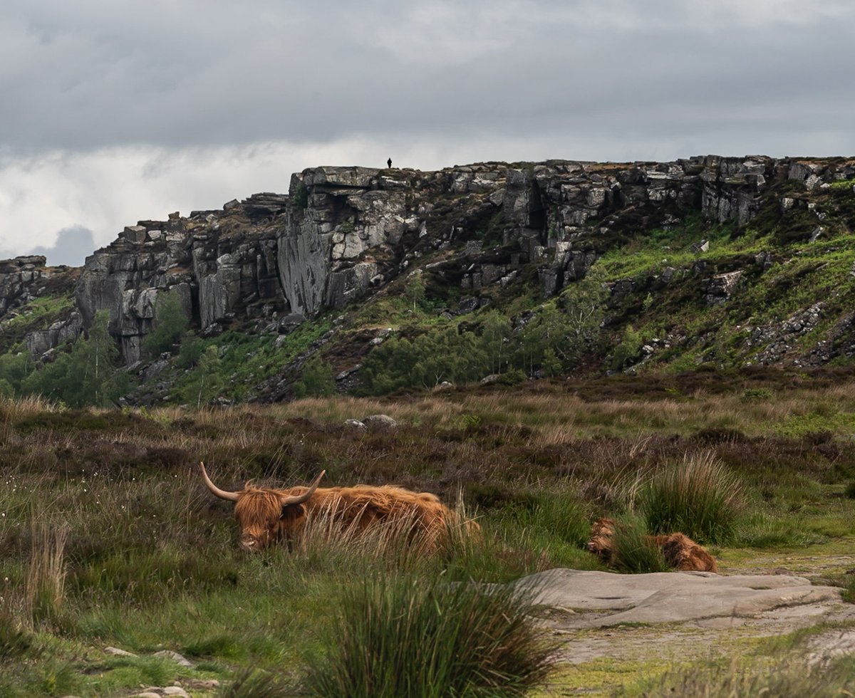 PhotosbyRobG's tweet photo. Highland cattle - cow with calf on Baslow edge, with someone standing on Curbar Edge far in the distance #peakdistrict #ThePhotoHour #StormHour #landscape #photooftheday #vpdd #nationaltrust https://t.co/RMO7E5u6CU