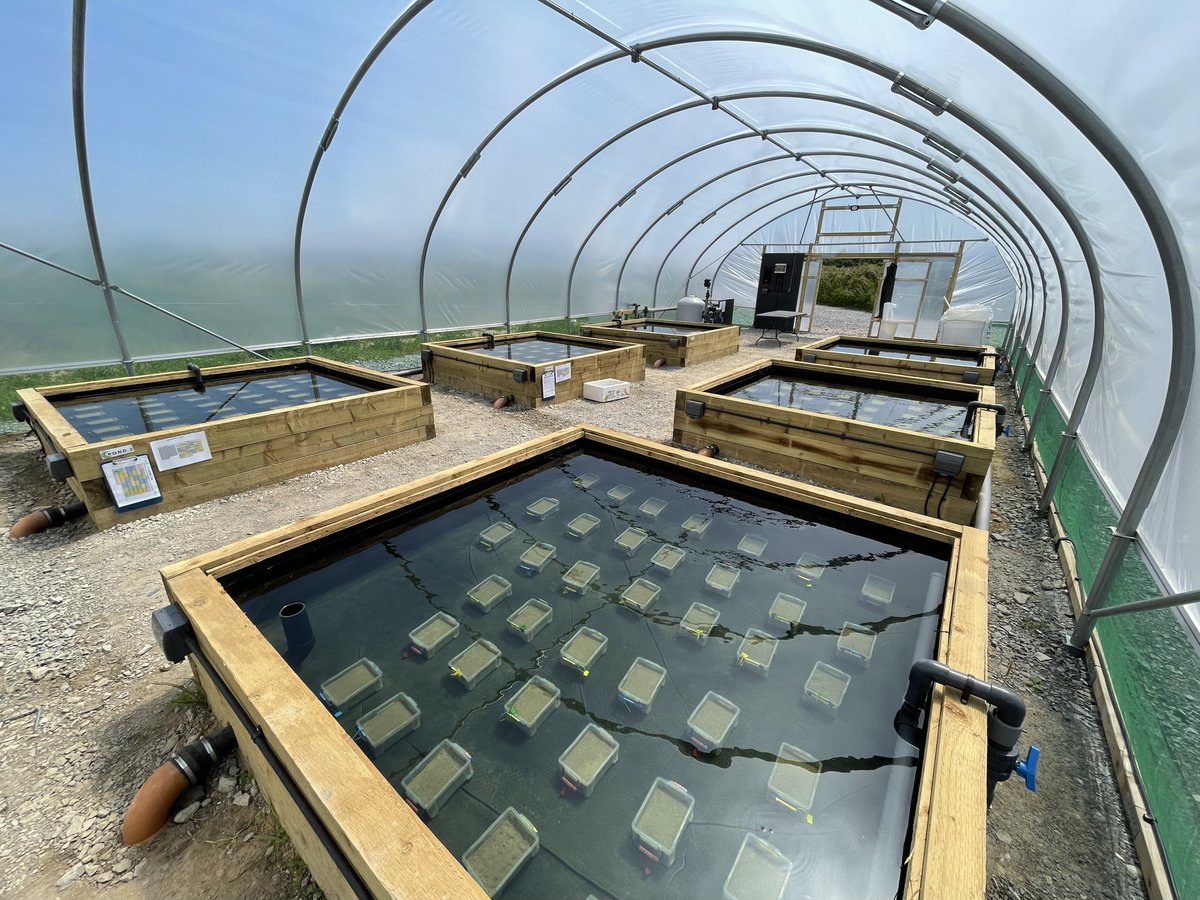 What better way to spend #WorldOceansDay than with the @ProjectSeagrass trustees. For that extra dose of #OceanOptimism they had a tour of our #seagrass nursery in Wales. @UNOceanDecade: The Science we need for the ocean we want. #GenOcean #GenerationRestoration
