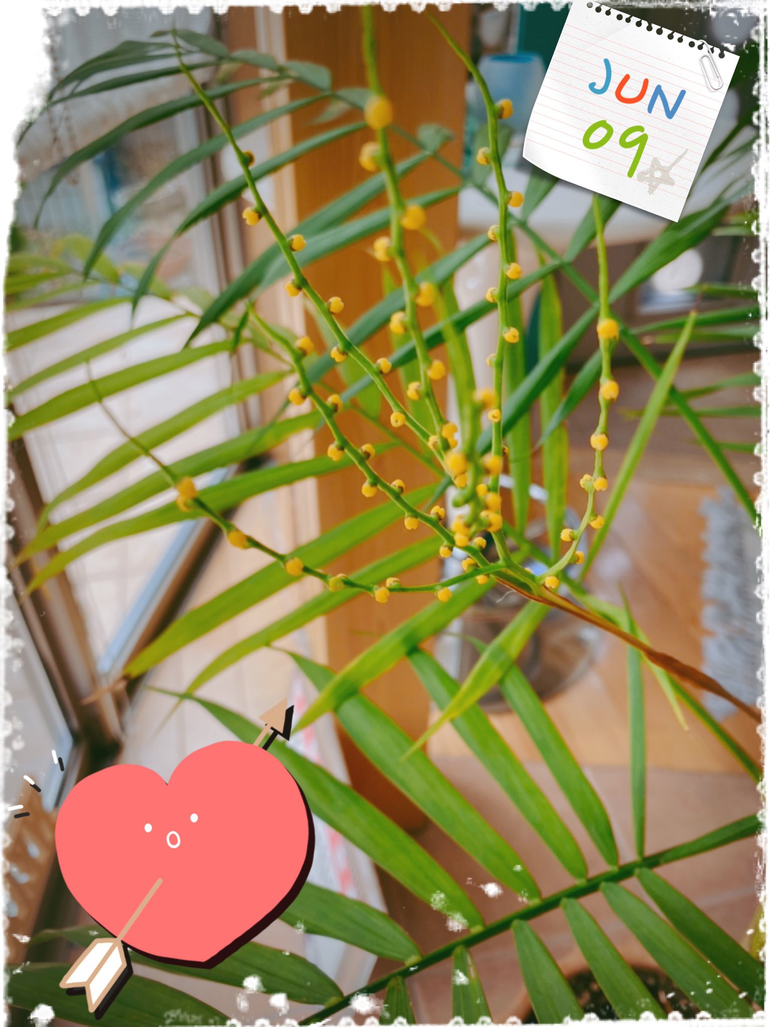 テーブルヤシの花 Twitter Search Twitter