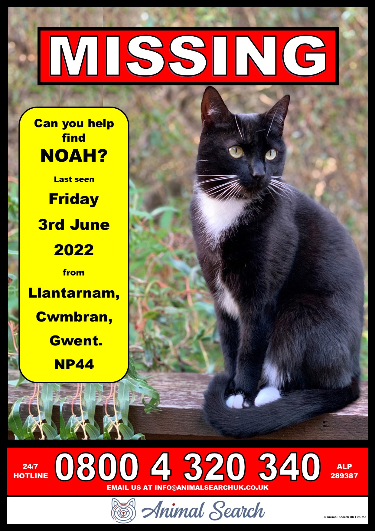Uživatel Animal Search UK na Twitteru: „Our Missing Pet Search Team will be  in the Torfaen area today searching for Noah 😺 His family are very worried  as he never normally wanders