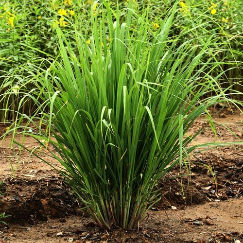 Peter Petrík (@peterpetrk8) on Twitter photo Check our new paper led by the amazing
@Mohamma71587448. #Lemongrass exposed to moderate #salinity stress shows physiological adjustment, upregulation of antioxidative systems and higher essential oil yield.
<a href="/FrontPlantSci/">Frontiers - Plant Science</a> <a href="/AbioticStress/">Abiotic stress in plants (Green Survivors)</a>
doi.org/10.3389/fpls.2… Check our new paper led by the amazing
@Mohamma71587448. #Lemongrass exposed to moderate #salinity stress shows physiological adjustment, upregulation of antioxidative systems and higher essential oil yield.
<a href="/FrontPlantSci/">Frontiers - Plant Science</a> <a href="/AbioticStress/">Abiotic stress in plants (Green Survivors)</a>
doi.org/10.3389/fpls.2…
