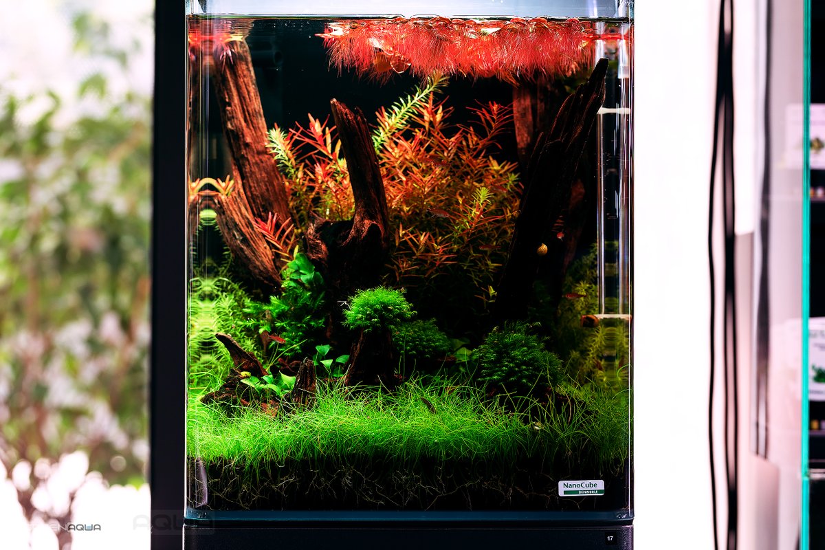 GreenAquaShop's tweet photo. Nano aquariums may seem too small for some, but you can build beautiful underwater scenery in them, just like the one here in the Dennerle Nano Cube. Discover the beautiful world of aquascaping on a smaller scale. 😍🍀

#greenaqua #dennerle #aquascaping #plantedtank https://t.co/x2m8eTT2l1