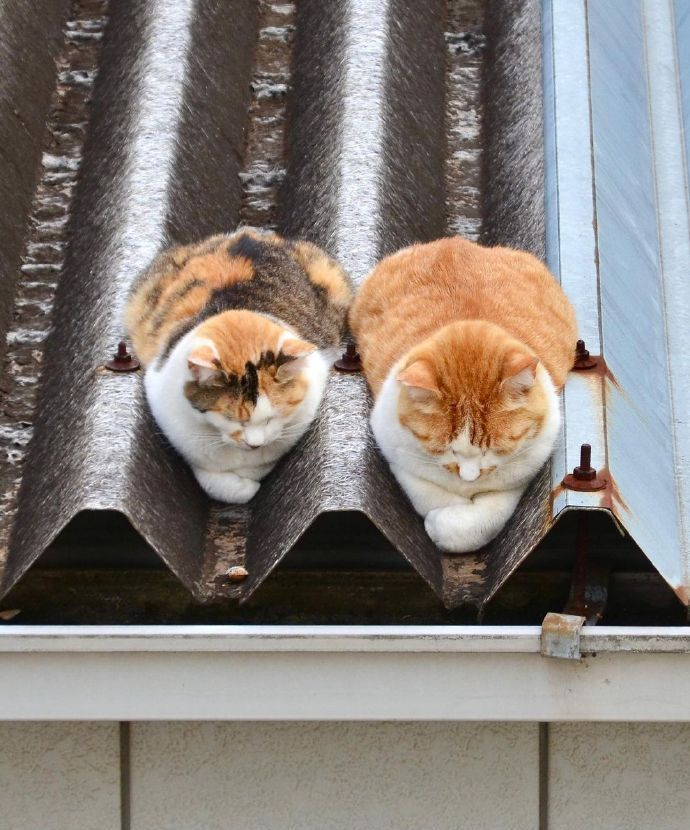 ameliamanning51's tweet photo. 填空猫。#cat https://t.co/gti371h15d