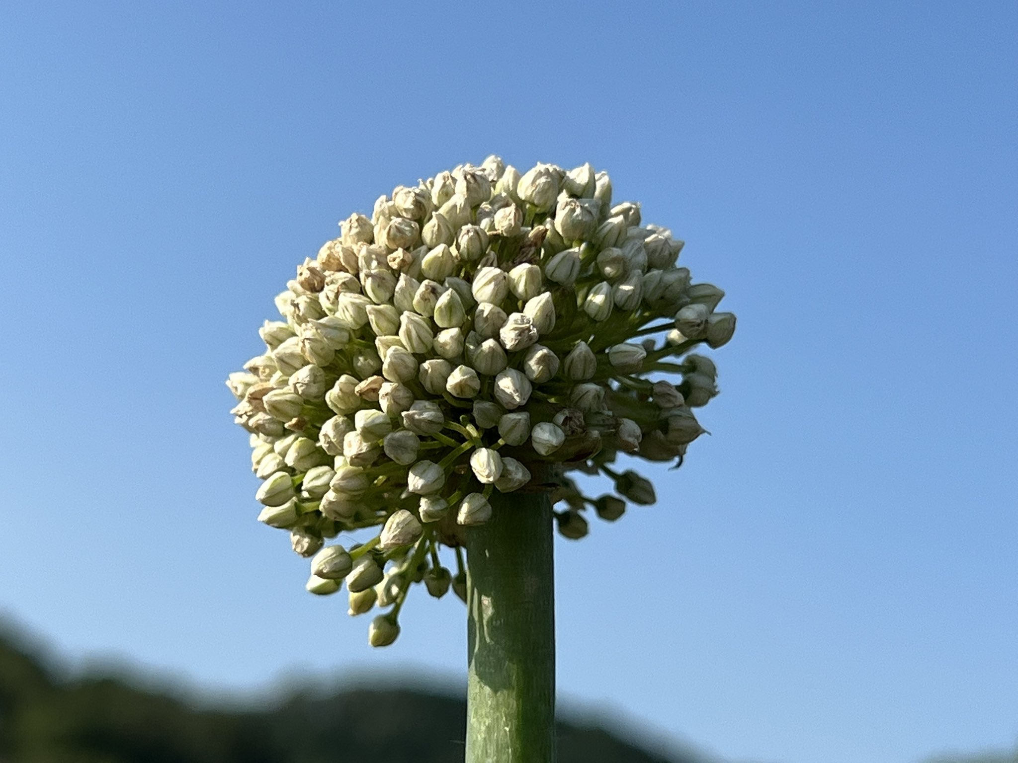 かうち彩園 玉ねぎの花 かうち彩園 大阪 河南町 野菜 無農薬 玉ねぎ 花 T Co M8kf2sjtox Twitter
