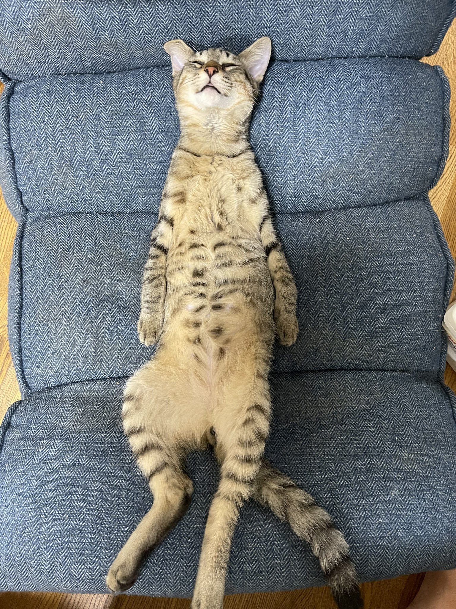狭山の猫カフェが好き Funnynekodayo Twitter