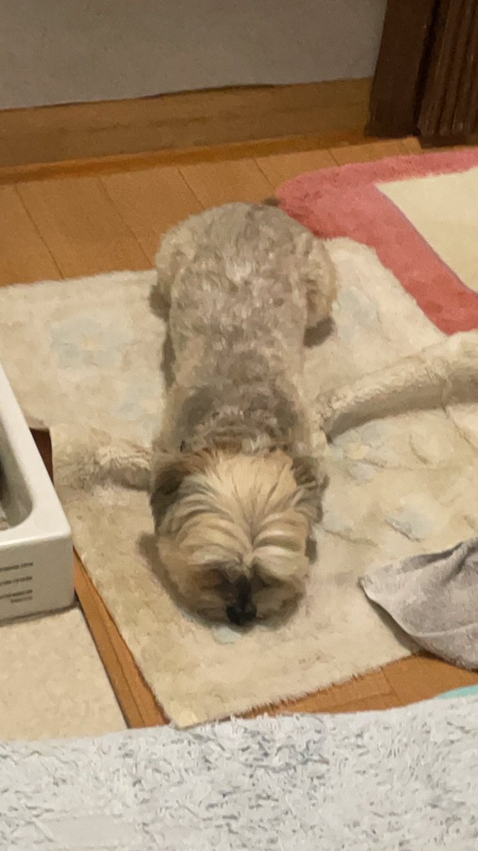 KumikoZuka's tweet photo. 迷い犬　更新
🍀ご協力お願いいたします。　

今日も目撃情報なし
どこにいるんだろ
お腹すいてるだろうに
ゆっくり休めてるの

見かけても
🙅‍♂️追いかけないで、声かけず、すぐにDMを下さい。
動画や写真ありがたいです。

#慎太郎　
#千葉県　＃船橋市　#鎌ヶ谷市　#中沢　#迷子犬　#拡散希望 https://t.co/pWMlbYBSgx