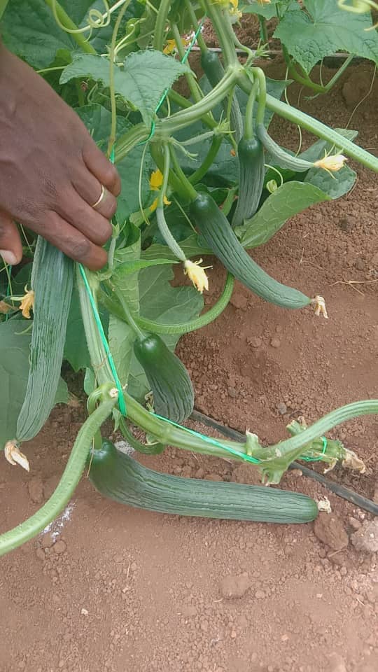 AfcHoldings's tweet image. We all love good fresh green Cucumbers!

Proud of one of our Land &amp;amp; Development Bank  Farmers T.Dheka who is producing these English Cucumbers in Masvingo! 

Masvingo Farmers -call us on 0719377190/ email landbank@afcholdings.co.zw to enquire on affordable finance.

@basera_john