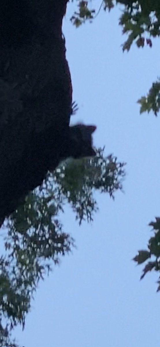 Denise (@luvthebeachdd) on Twitter photo My bestie has racoons high up in her tree. They are adorable! This is one of the babies waving to her when she waved to him before work!😂😂❤️🦝 <a href="/ToughGuyMankas/">Mánkas</a>
<a href="/VitCza/">Rocky 😸Tabitha 😽Bernee🐻🌈Vitcza🌈Barney</a> <a href="/vroberts9/">Vicki & 🐾Misty, Maggie & Molly🐾</a> <a href="/sharon_cantley/">Flynn 🐱Malibu🌈Basil</a> <a href="/1gingerbeauty/">Rear Admiral Queen Misha</a> <a href="/keepupwithjen/">Jenn</a> <a href="/SomoraRocks/">Somora</a> <a href="/kimmies_kitties/">Yoda🌈 and CheezIt🌈</a> @Fluffy_Trousers My bestie has racoons high up in her tree. They are adorable! This is one of the babies waving to her when she waved to him before work!😂😂❤️🦝 <a href="/ToughGuyMankas/">Mánkas</a>
<a href="/VitCza/">Rocky 😸Tabitha 😽Bernee🐻🌈Vitcza🌈Barney</a> <a href="/vroberts9/">Vicki & 🐾Misty, Maggie & Molly🐾</a> <a href="/sharon_cantley/">Flynn 🐱Malibu🌈Basil</a> <a href="/1gingerbeauty/">Rear Admiral Queen Misha</a> <a href="/keepupwithjen/">Jenn</a> <a href="/SomoraRocks/">Somora</a> <a href="/kimmies_kitties/">Yoda🌈 and CheezIt🌈</a> @Fluffy_Trousers
