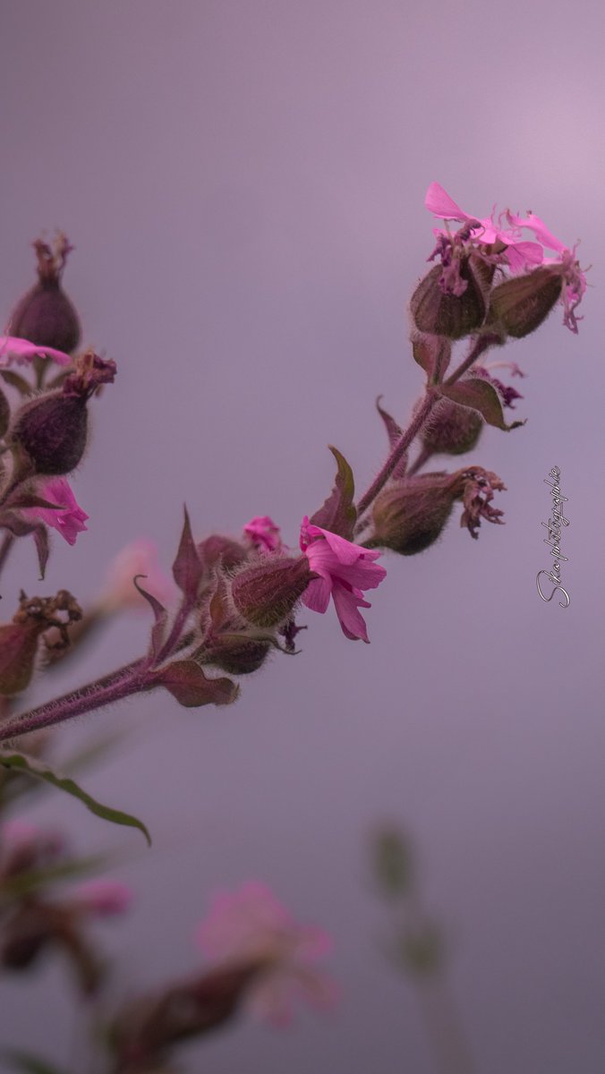Sikaphotographi's tweet photo. -Partager 🌍
-Liker ❤️
-Abonnez-vous 🎫
#photography #video 
@Sikaphotographi  ❤️#sikaphotographie #photoofday📸#instagram #photographe #goodvibesalways #flower #picoftheday #instagram #TikTok #TwitterExposed https://t.co/m7WKZG5ZEF