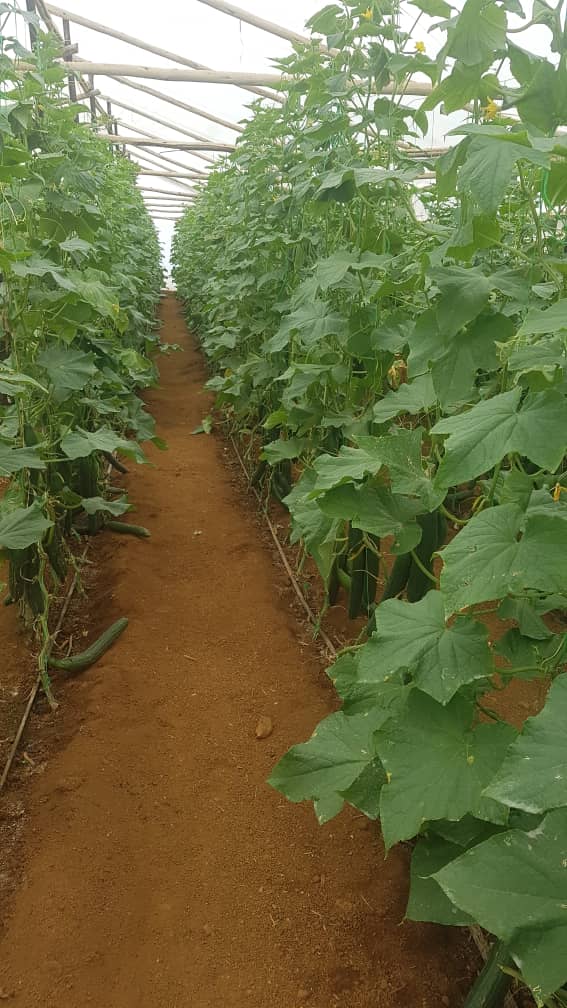 AfcHoldings's tweet image. We all love good fresh green Cucumbers!

Proud of one of our Land &amp;amp; Development Bank  Farmers T.Dheka who is producing these English Cucumbers in Masvingo! 

Masvingo Farmers -call us on 0719377190/ email landbank@afcholdings.co.zw to enquire on affordable finance.

@basera_john