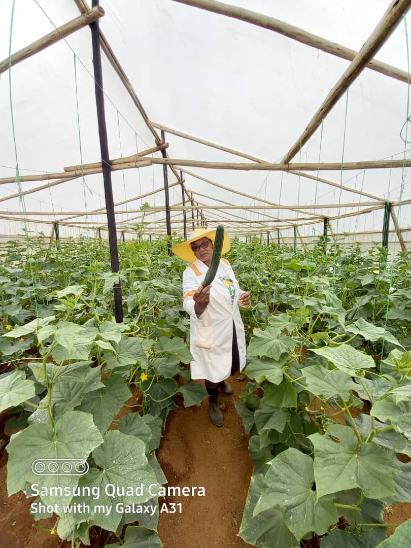 AfcHoldings's tweet image. We all love good fresh green Cucumbers!

Proud of one of our Land &amp;amp; Development Bank  Farmers T.Dheka who is producing these English Cucumbers in Masvingo! 

Masvingo Farmers -call us on 0719377190/ email landbank@afcholdings.co.zw to enquire on affordable finance.

@basera_john