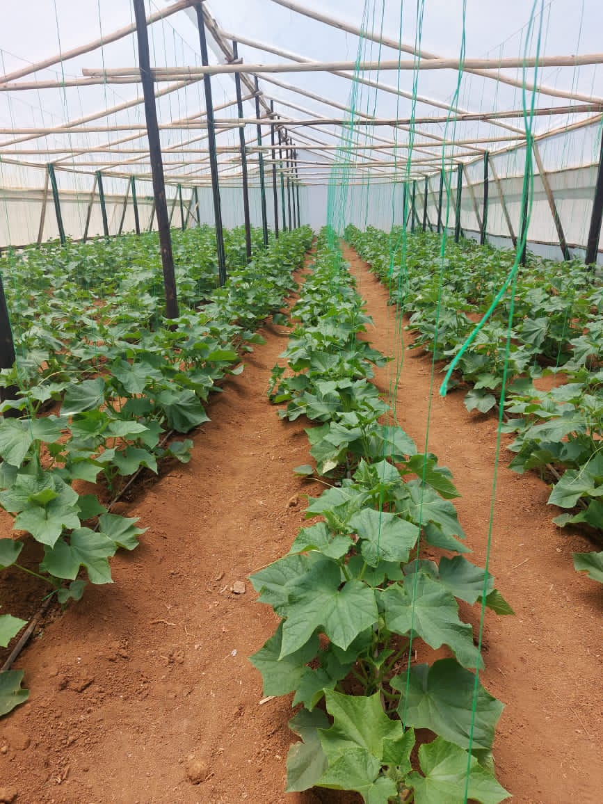 AfcHoldings's tweet image. We all love good fresh green Cucumbers!

Proud of one of our Land &amp;amp; Development Bank  Farmers T.Dheka who is producing these English Cucumbers in Masvingo! 

Masvingo Farmers -call us on 0719377190/ email landbank@afcholdings.co.zw to enquire on affordable finance.

@basera_john