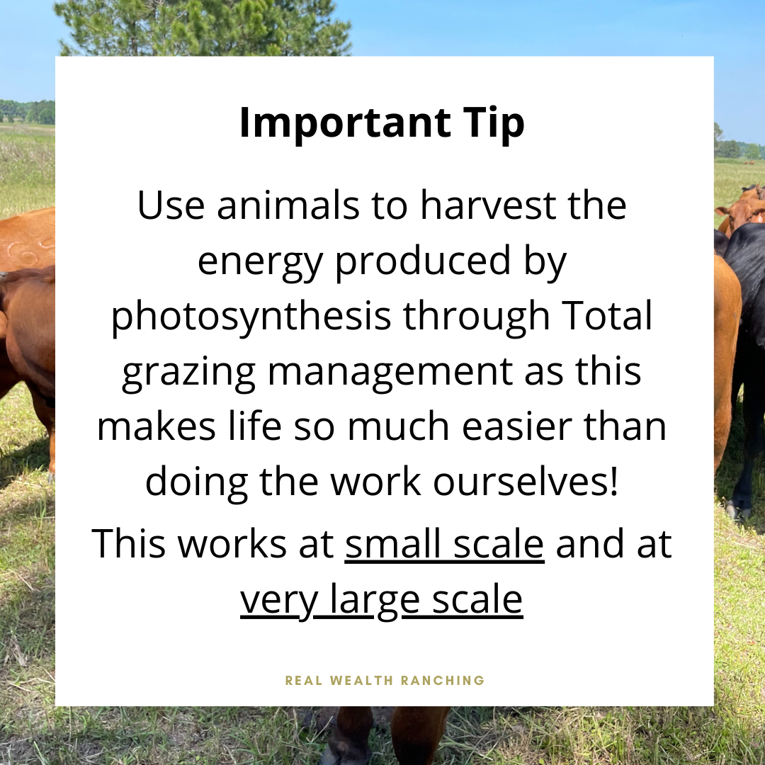 Total Grazing in smaller scale operations.

Some of my Total Grazing students run smaller scale operations so I wanted to create this episode to clarify a few doubts that you may have if you have a small operation and are very interested in Total Grazing.

You see, it is not only