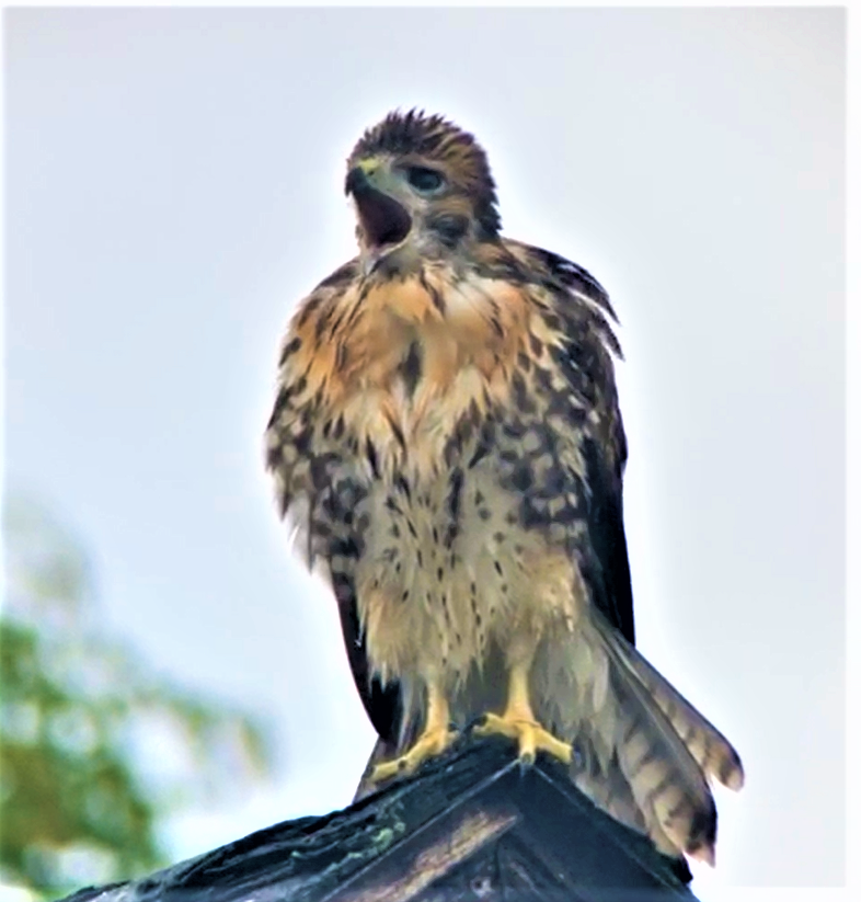 CornellHawks tweet picture