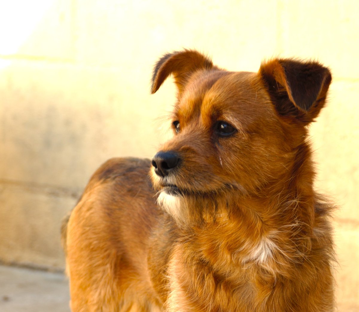 protemalaga's tweet photo. Bolo: 3 años. Cariñoso, sociable, aún es joven y tiene energía para jugar y dar largos paseos. Cualquier familia puede ser ideal para él mientras lo cuide, le dé mucho amor y sea para siempre. Si quieres ser tú esa segunda oportunidad escribe a geriatrico@protectoramalaga.com. https://t.co/jWSAKQS9v2
