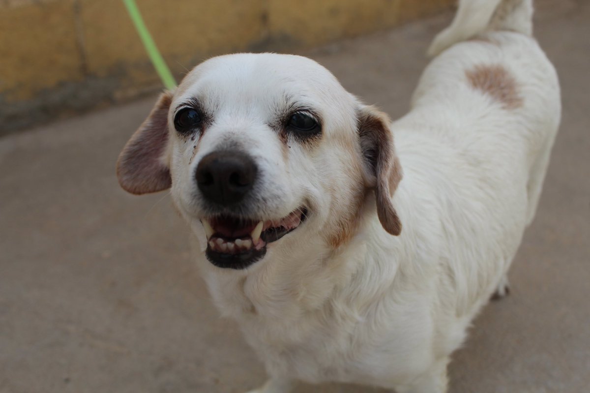 protemalaga's tweet photo. Pepona: 6 años. De tamaño pequeño, muy  animada, cariñosa y buena. Se adapta a cualquier tipo de familia, por si estás pensado en incluir un miembro más a la familia, escribe a: geriatrico@protectoramalaga.com https://t.co/xd9MQY2SR5