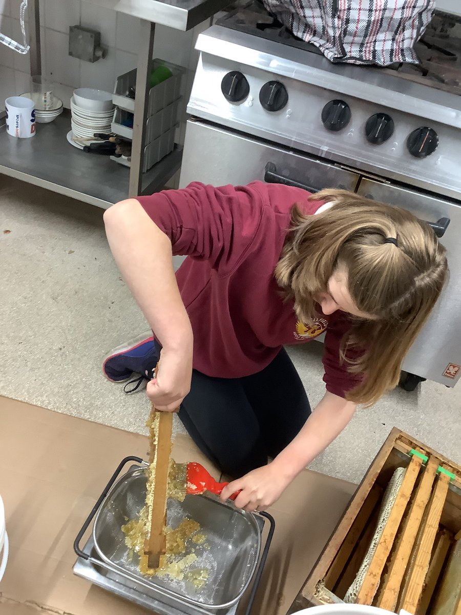 WellfieldMiddle's tweet image. Beekeeping week 6. It was hard work extracting the honey but the reward was a bit of quality control tasting!