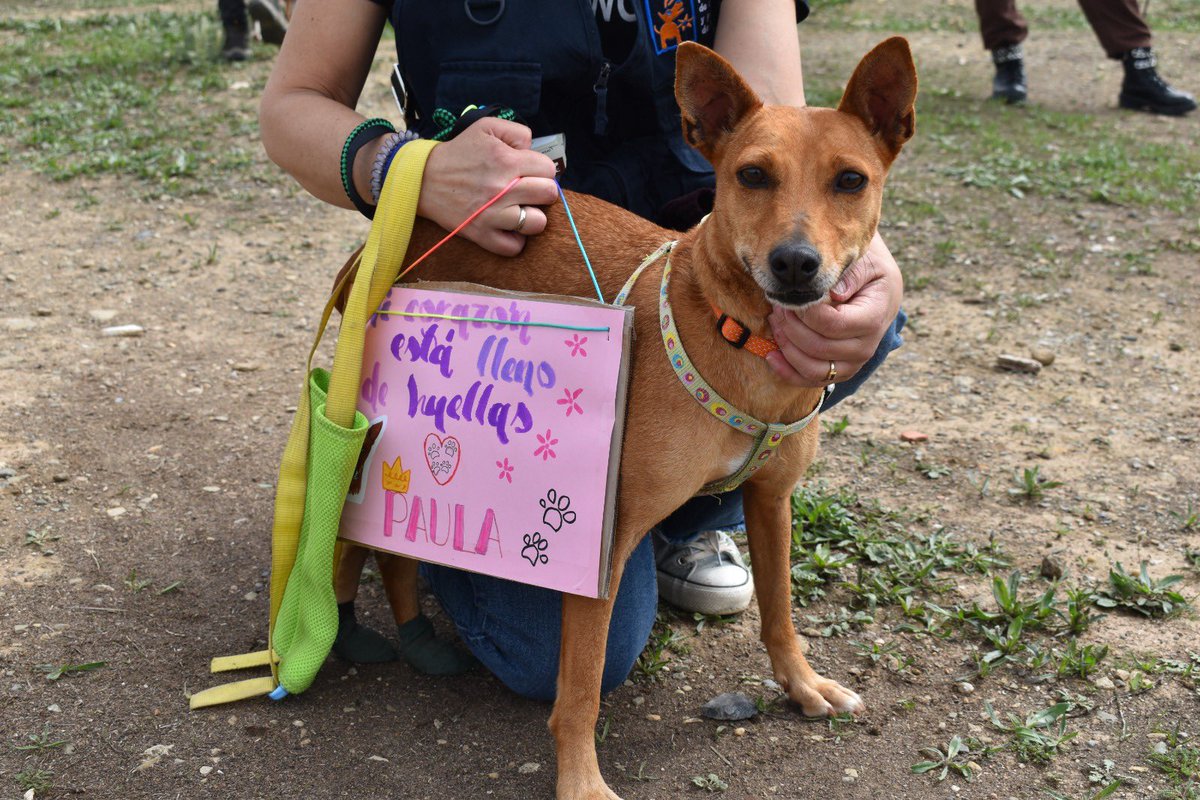 protemalaga's tweet photo. Paula, 5 años, mestiza. ¡Acogida o adopción!
Tranquila y cariñosa.
Tiene lesionada la columna y no coordina las patitas de atrás, sin embargo, está mejorando mucho con la rehabilitación. Si estás interesadda en Paula, escríbenos a modulot@protectoramalaga.com https://t.co/KPsXxRINBK