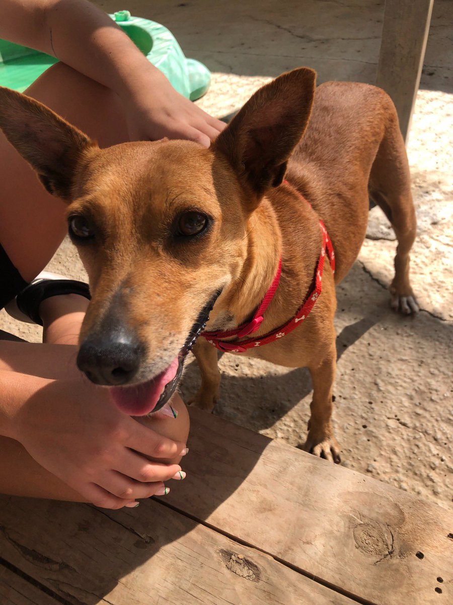 protemalaga's tweet photo. Paula, 5 años, mestiza. ¡Acogida o adopción!
Tranquila y cariñosa.
Tiene lesionada la columna y no coordina las patitas de atrás, sin embargo, está mejorando mucho con la rehabilitación. Si estás interesadda en Paula, escríbenos a modulot@protectoramalaga.com https://t.co/KPsXxRINBK