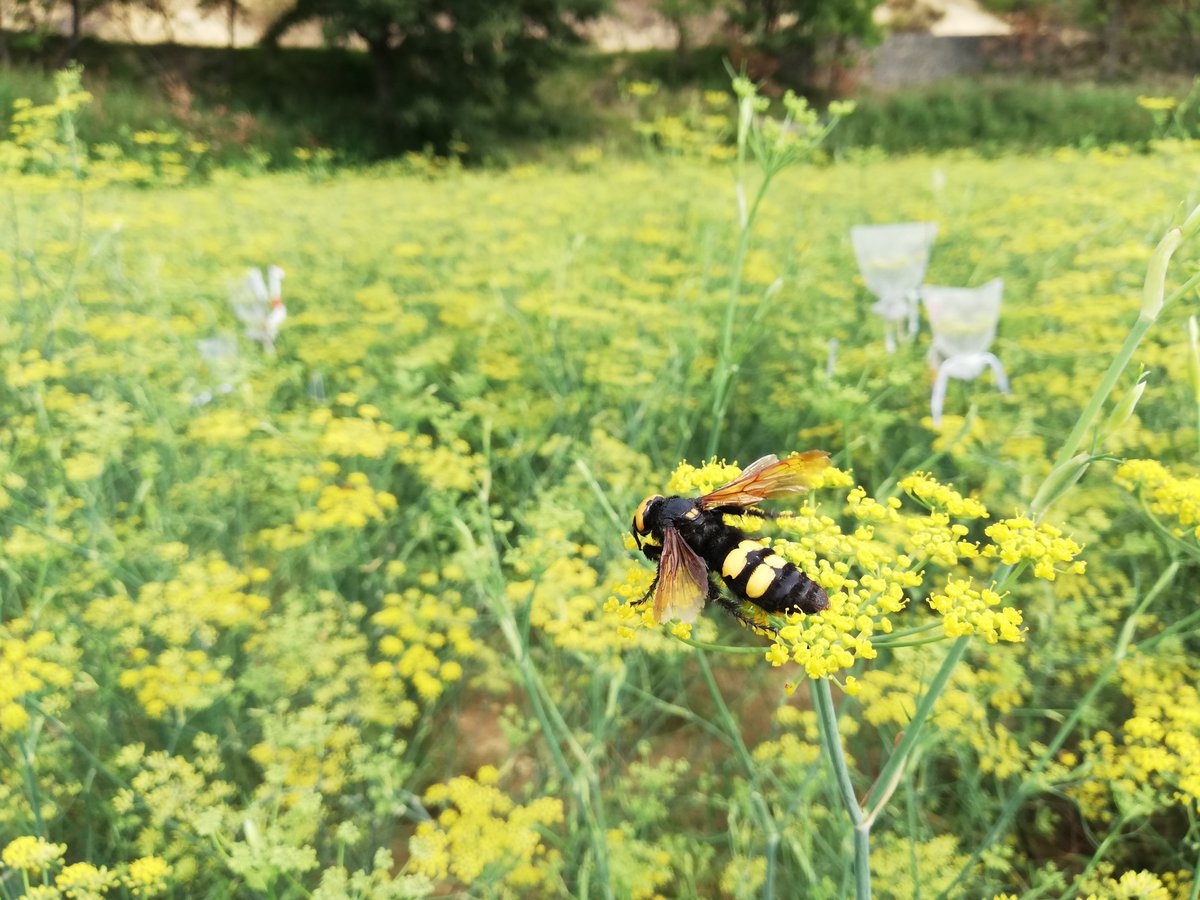 lucie_schurr's tweet photo. Aromatic fennel is highly dependent on insects for fruit set, fruit weight and the amount of anethole (anise-flavored molecule used to make the pastis drink). 

More details in my last article now available in Agriculture, Ecosystems &amp; Environment:
https://t.co/42n8P2twBT https://t.co/FAWM7Nku3Z