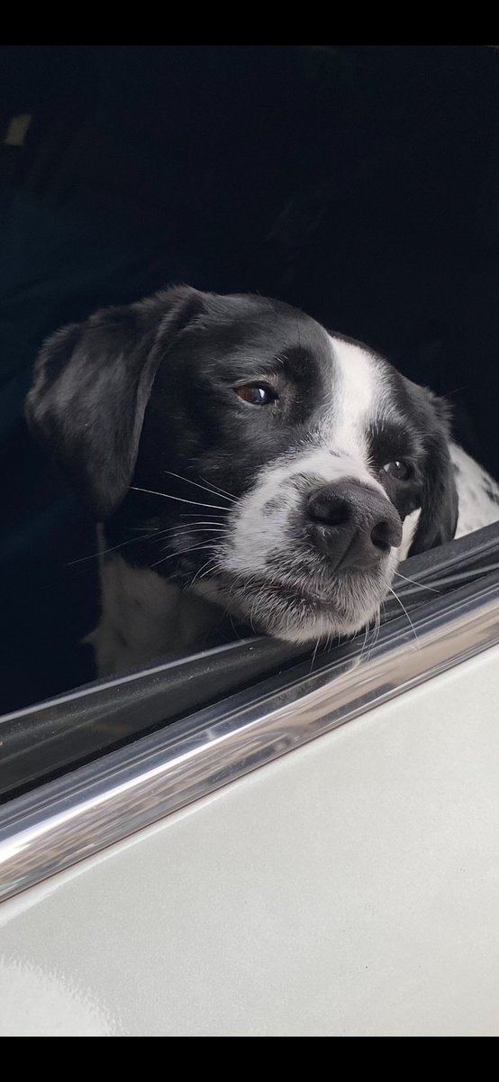 queasy father 🇷🇸 tweet media