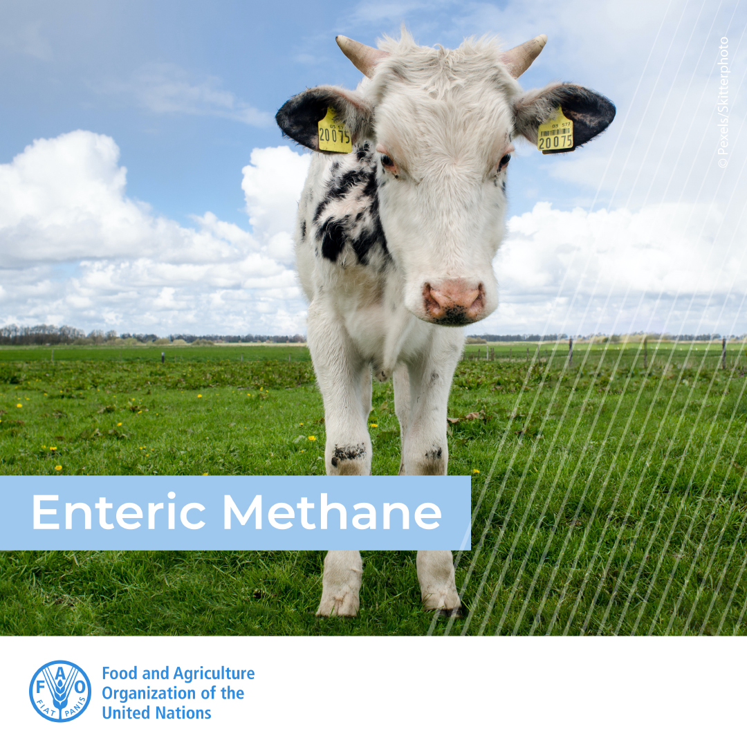 #DYK | Efforts in these 3⃣ areas can substantially contribute to enteric #methane mitigation, food security and rural livelihoods:

🌾 Feed and nutrition
🐷 Animal health
🐄 Genetics and breeding

➡️ bit.ly/3tc1b3H
