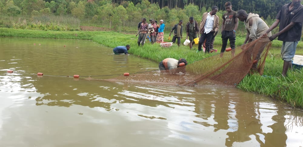 FISH farmers <a href="/SHYOGWE_Sector/">SHYOGWE Sector</a> were trained on fish grading based on their #BW. #Grading materials given by <a href="/RwandaAgriBoard/">Rwanda Agriculture & Animal Resources Devpt Board</a> to enhance pond production and productivity.<a href="/RwandaAgri/">Ministry of Agriculture & Animal Resources |Rwanda</a> <a href="/ryaf_agribiz/">Rwanda Youth In Agribusiness Forum</a> <a href="/Muhangadis/">MUHANGA District</a> <a href="/YEAN_Agro/">YEAN - Agriculture Extension & Advisory Services</a>
