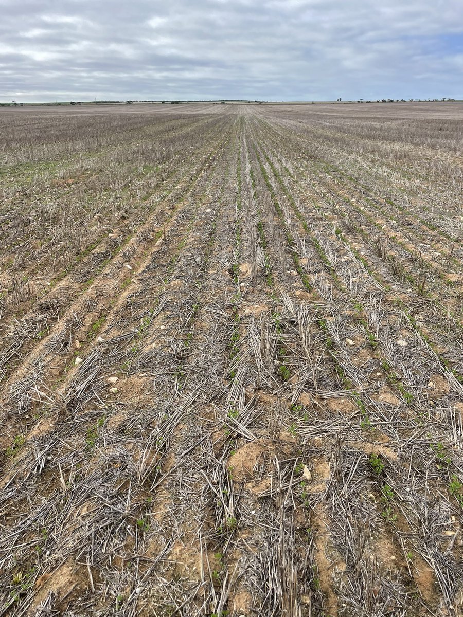 Hurricane Lentils on the left vs Lightning Lentils on the right 🤔 Lightnings looking the goods on this sandier patch so far - early days though!