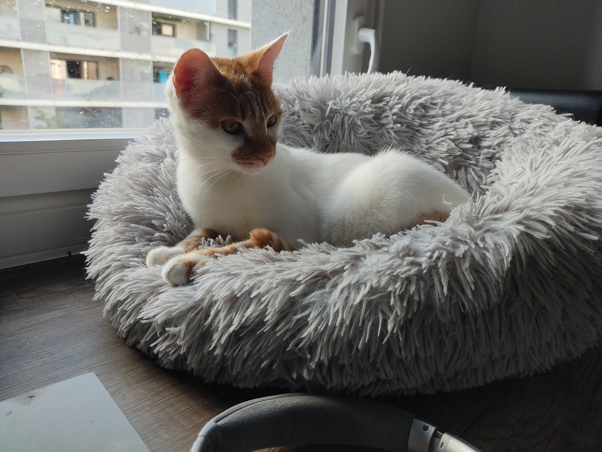 triodechats's tweet image. Coucou les petits potes !
On avait un peu disparu parce qu'il se passe plein de trucs pour Mapa : le mémoire qu'il est enfin fini, la recherche d'un nouvel appartement, des histoires de travail et plein d'examens de blouse
Sinon nous on va bien, on a eu nos friandises d'anniv !