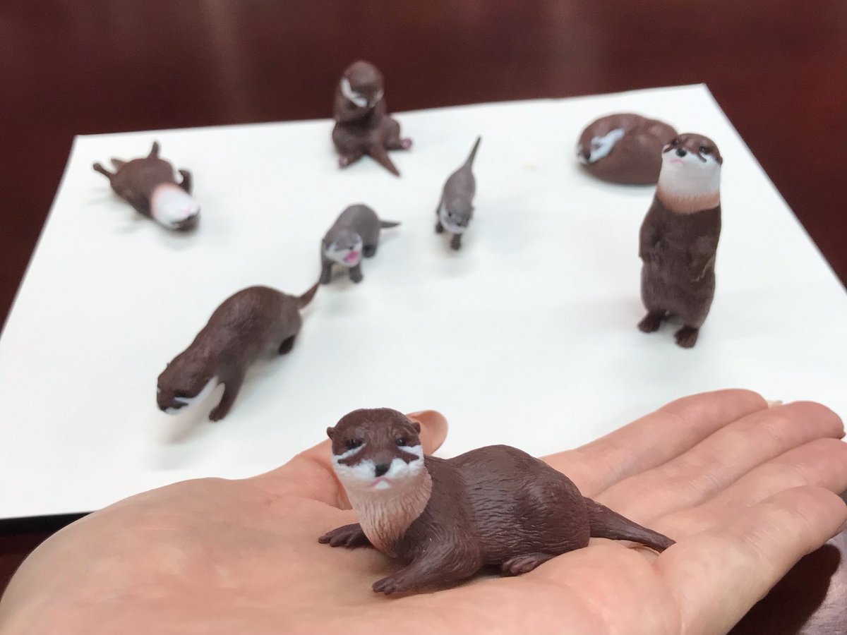 コツメカワウソ amazonにて『立体図鑑 コツメカワウソ』の販売が始まりました～(*´ω