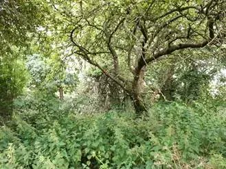 ProjectOrchard's tweet photo. #Glasgow! We're celebrating #Midsummer this Sunday 12th June, 2-5pm! Everyone welcome to this FREE event. There will be willow weaving, plant ID walks and bug hunts. Part of the @innocent #BigRewild campaign. Details here: https://t.co/N2V90wqGfl https://t.co/bZLqVWoiFw