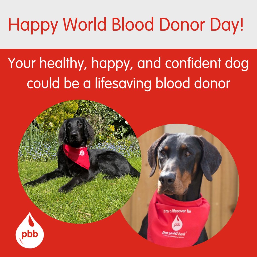 PetBloodBank's tweet image. 🎉 Happy #WorldBloodDonorDay 🩸 

A huge thank you to all our wonderful donors, and their thoughtful owners.  

We are always delighted to see so many of you helping to save thousands of lives! 🥰