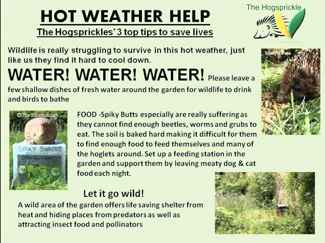 Holderness Hedgehog Hospital on Twitter "Don't to check your