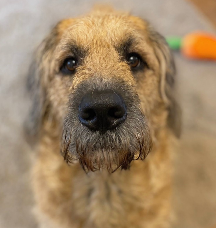 BasilBerdoodle's tweet photo. We've been so rubbish! Basil is doing SO well! https://t.co/tZtL9XyXJ1