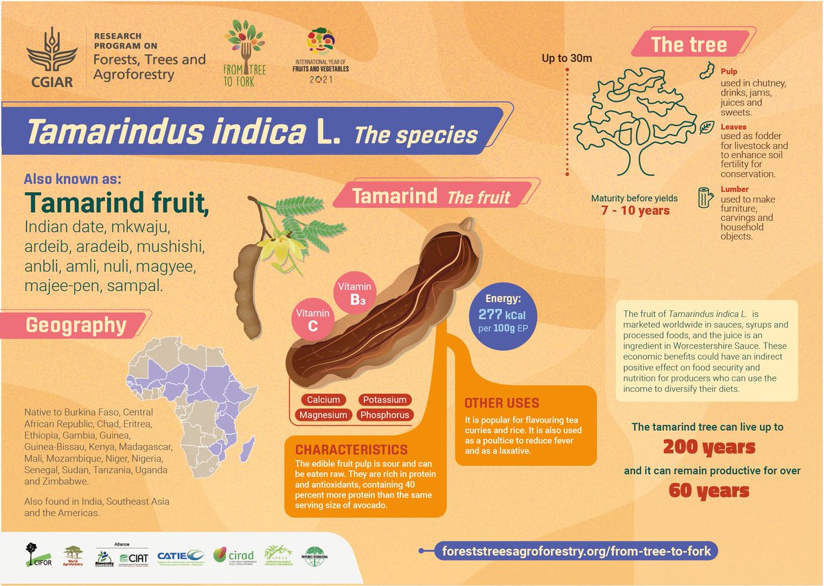 🌳 ➡️ 🍽️ #FromTreetoFork 
You may have tasted tamarind chutney before - a popular sauce in Indian cuisine - but did you know it is rich in iron, vitamin B9 and contains 40% more protein than the same serving of avocado? 

Discover this nutritious fruit! bit.ly/3t2tcth