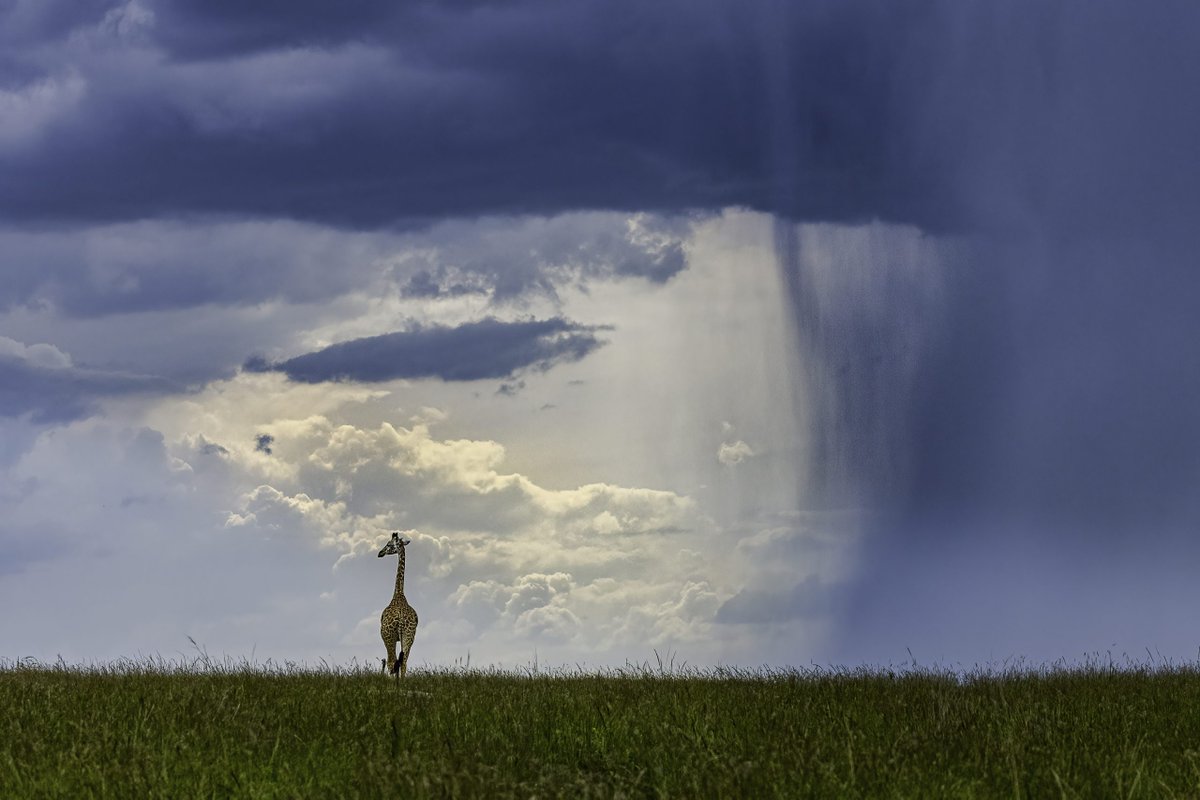 The fifth, and final, finalist for May is Nitin Michael's image 'Away From the Storm' entered in aid of <a href="/maratriangle/">Mara Conservancy</a>.