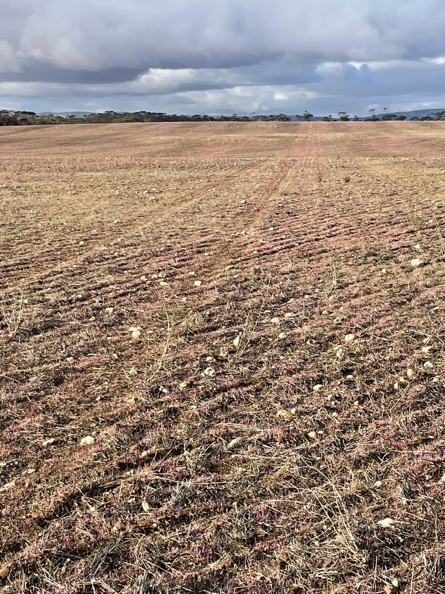 danhillaz's tweet photo. Absolutely stoked to still have a product of this calibre after last years social media slamming. Once again showing exceptional class leading grass control under heavy pressure and great crop safety in canola.  @FMCANZ @jock_neumann https://t.co/3kx584DPLs