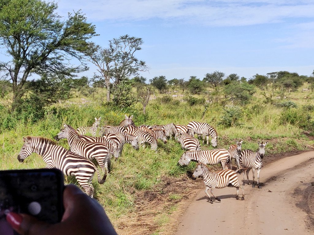 SafariQween's tweet photo. Zebra crossing ...the road in the Serengeti 😁. @KensingtonTours Africa https://t.co/LbWAtjunbA