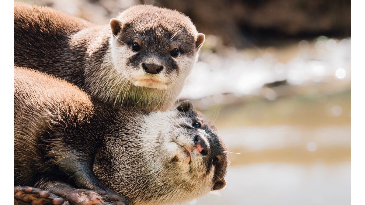 Otters learn from each other 

Research into Asian short-clawed otter behaviour has found that not only do otters learn skills from each other – but they also solve some mysteries alone.
Story: bit.ly/3x7FItS

#Otters <a href="/UniExeCEC/">University of Exeter CEC</a> @NeeltjeBoogert <a href="/ASaliveros/">Alex Saliveros, PhD</a> <a href="/NewquayZoo/">Newquay Zoo</a>