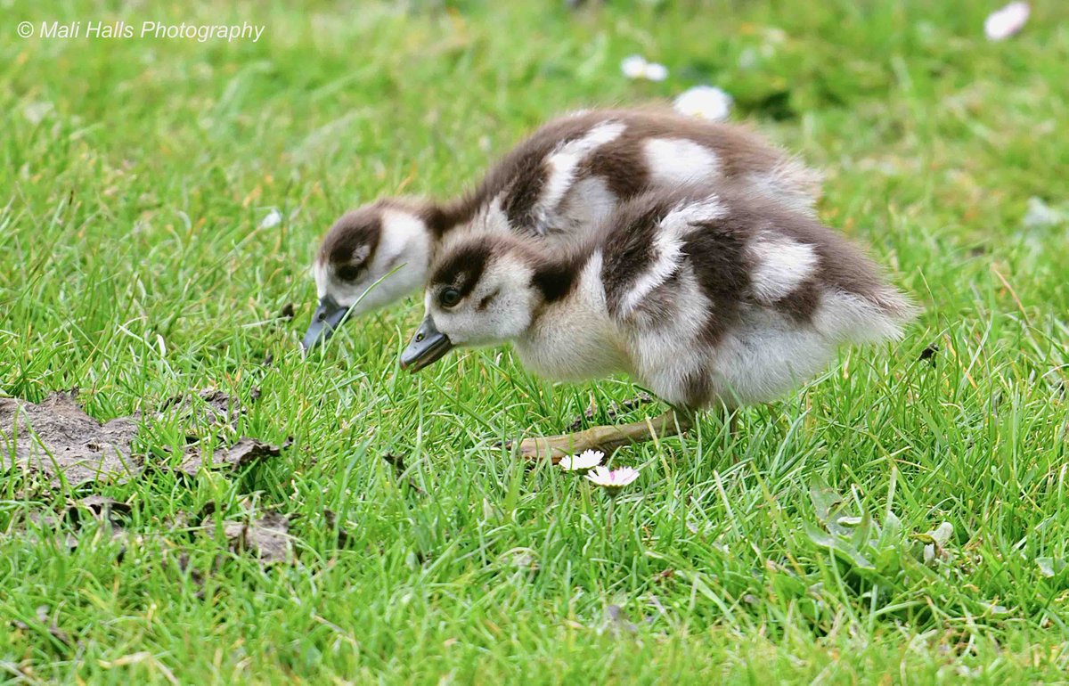 #Egyptian #Goose #goslings.

#Nature #Photography #wildlife #birds #TwitterNatureCommunity #birding  #NaturePhotography #birdphotography #WildlifePhotography #Nikon #Sigma
#Cuteness