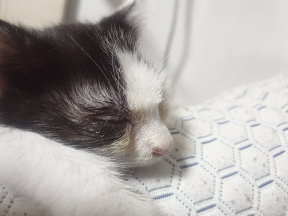 switchdami's tweet photo. 귀여운 아기고양이.임보중이에요
좋은 집사님.애타게찾고있어요
정말정말 사랑스럽고 순둥한 아이에요
뒤집어져서 골골거리는게.취미고 떼구르르 구르는게 특기에요
사랑스런맘으로 돌봐주실분 댓글주셔요!!
병원 데리고다녀왔고 매우건강합니다
목욕�� 깨끗히.하고 쿨쿨자고있어요 https://t.co/GT0C1ekC4A