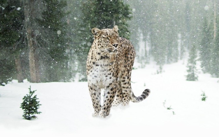 Naturevolve's tweet image. In celebration with the recent #InternationalLeopardDay, let us be inspired by @chacker414 on how we can take part in the conservation of Snow Leopard species.

Get the chance to read more about this here: tinyurl.com/5ckx3mkn

#WildLife