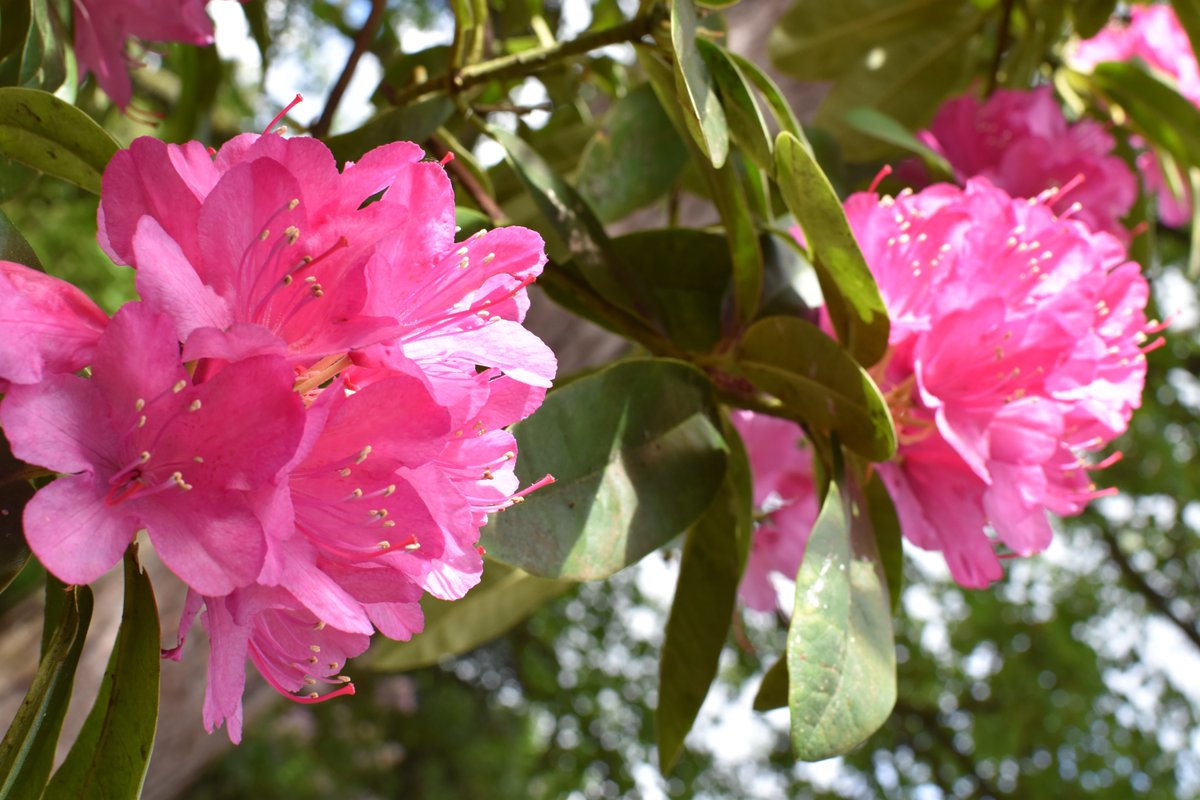 Tracey (@pebble_photo) on Twitter photo 