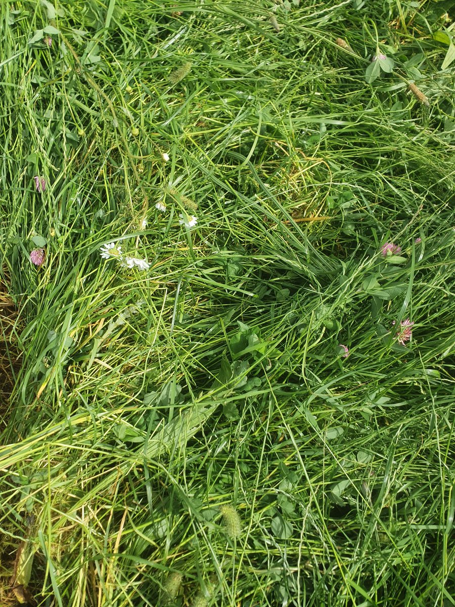Herbal ley tipping up the goods, zero input, heaviest yield on the farm, verses both westerwolds and 2 year Italian rye grass leys with 90kg/n per ha applied @EdCTBrown <a href="/ssmsoilhealth/">Sustainable Soil Management</a> @Barenbrug_RKB