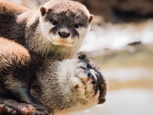 In addition to learning skills from their peers, #otters can also solve #puzzles alone, #research by lead author <a href="/ASaliveros/">Alex Saliveros, PhD</a> has shown
bit.ly/3NxSsRL