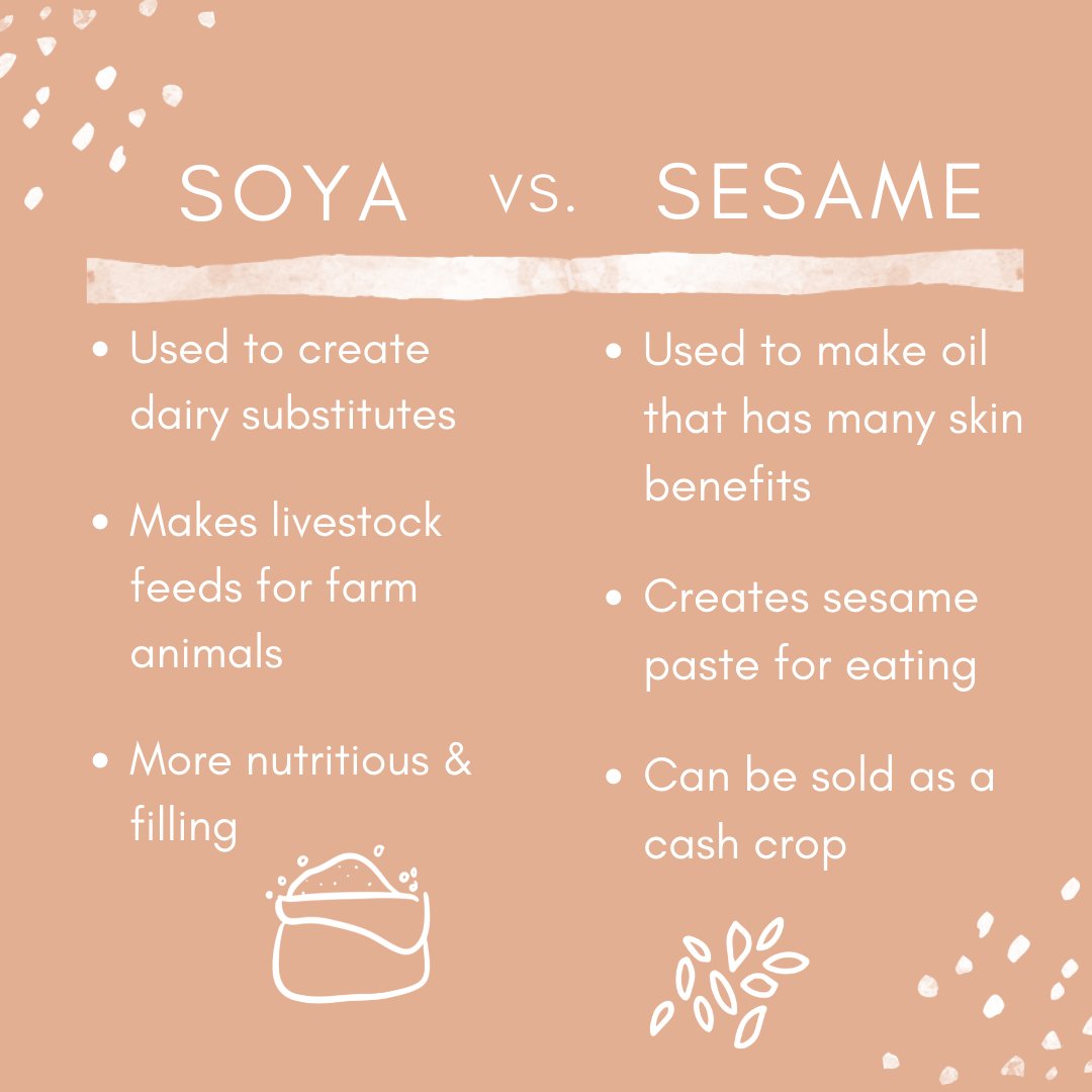 LoveMercyUganda's tweet photo. Have you wondered why we distribute a different type of seed in June? 🌱

This month women participating in Cents For Seeds are receiving sesame seeds. 

💚Read about the reasons why here: https://t.co/x1gJBHR3mo

#foodsecurity #endhunger #centsforseeds #endpoverty https://t.co/e5CySMHc25