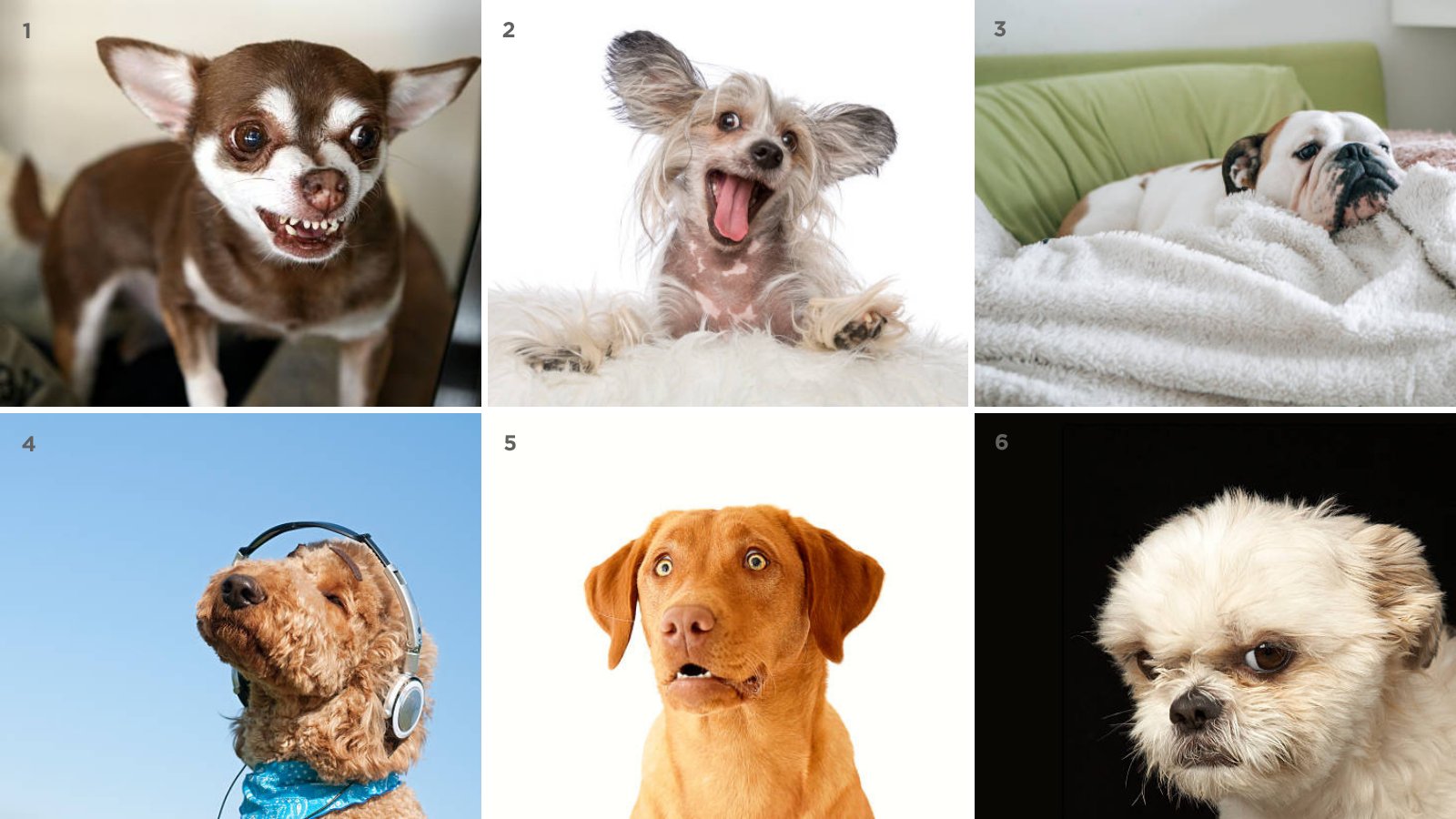Afrihost on X: How are you feeling today, in dog scale? 🐕🔢🤪   / X