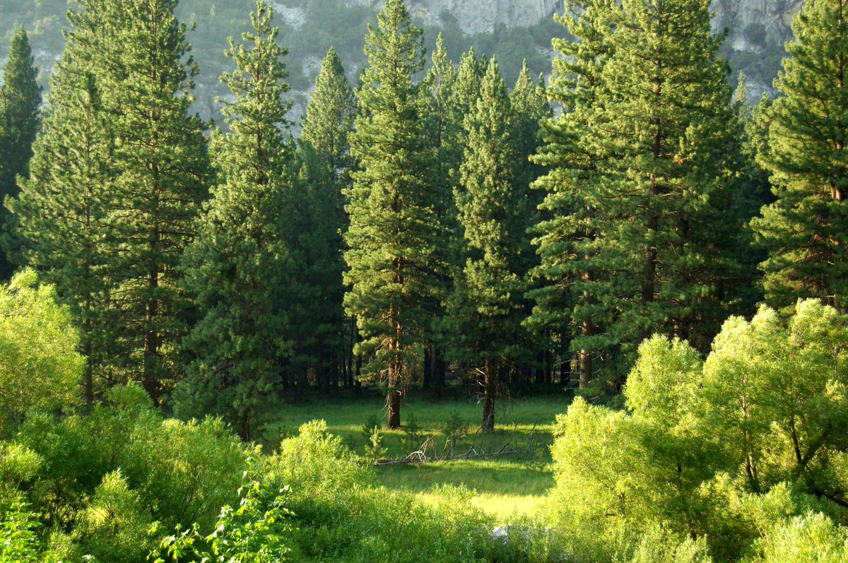 2.5 billion trees are planted in the United States each year. Millions more trees re-grow from seeds and sprout naturally. 👏 This means that more wood is grown than harvested! 😊 #GrownintheUSA <a href="/Southern_Pine/">SFPA</a> <a href="/APAwood/">APA – The Engineered Wood Association</a> <a href="/ASoftwoods/">American Softwoods</a> <a href="/ahec_europe/">American Hardwood</a>