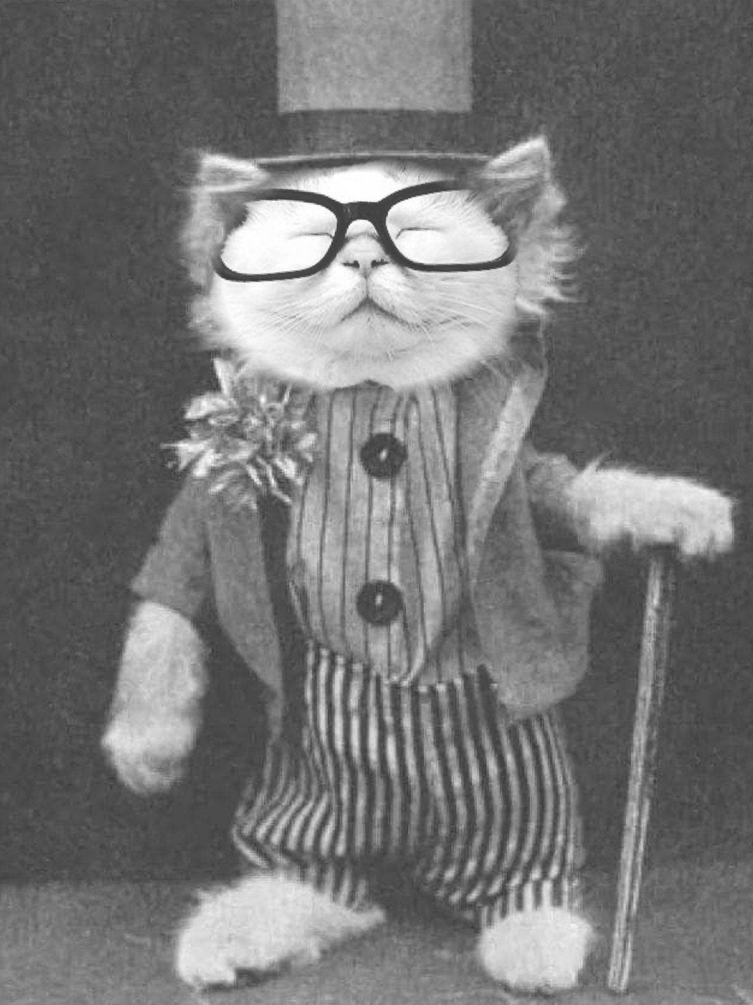 The Unexpected Truth About Catturd'S Twitter Following - rkm6ph8